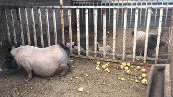 小香猪吃哈密瓜视频大全,哈密瓜盛宴视频大盘点