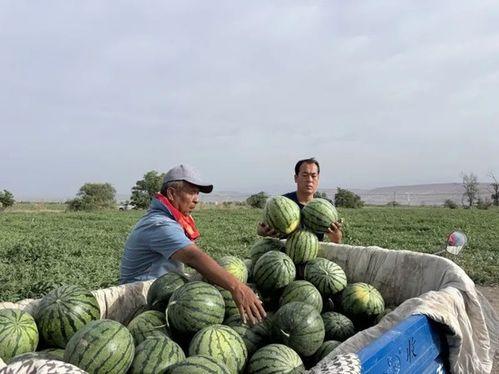 广西武鸣区吃瓜事件视频