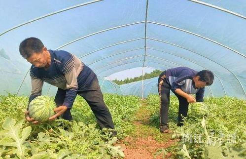 广西武鸣区吃瓜事件视频