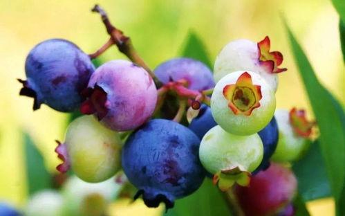 逗乐闺蜜吃八月瓜视频,八月瓜视频甜蜜来袭