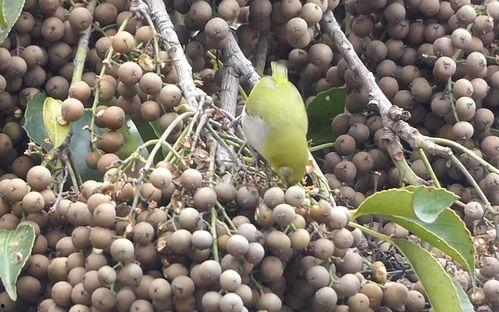 逗乐闺蜜吃八月瓜视频,八月瓜视频甜蜜来袭