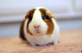 荷兰猪吃角瓜会死吗视频