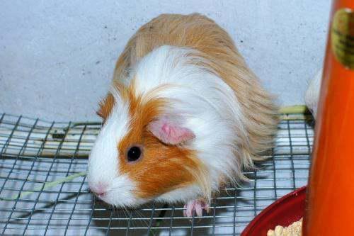 荷兰猪吃角瓜会死吗视频