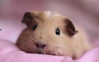 荷兰猪吃角瓜会死吗视频