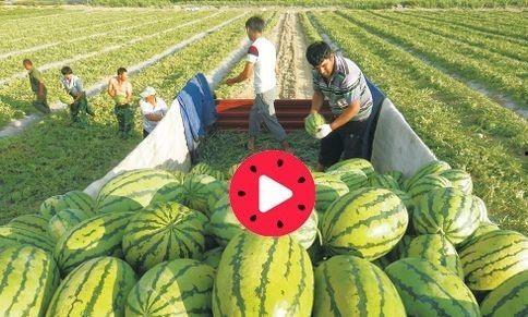 吃瓜视频有哪些人看过,吃瓜视频热门观众大盘点