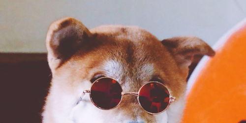 纯种吃瓜狗哥视频,揭秘纯种吃瓜狗的趣味生活