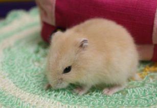 仓鼠可以吃梨头瓜吗视频,仓鼠新宠美食大揭秘