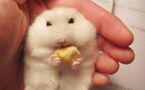 仓鼠可以吃梨头瓜吗视频,仓鼠新宠美食大揭秘