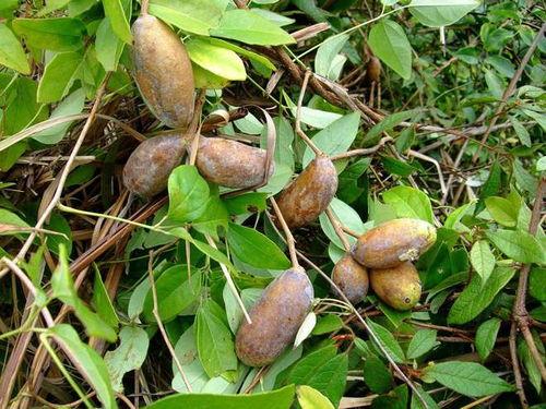 免费吃八月瓜视频,免费尝鲜！八月瓜美味视频大公开