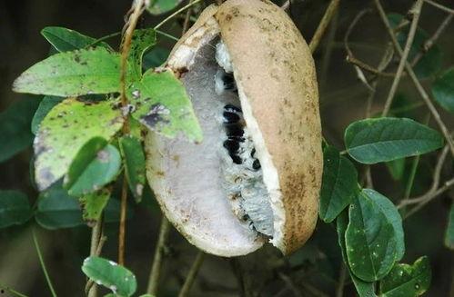 免费吃八月瓜视频,免费尝鲜！八月瓜美味视频大公开