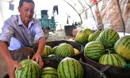 合肥本地吃瓜事件视频