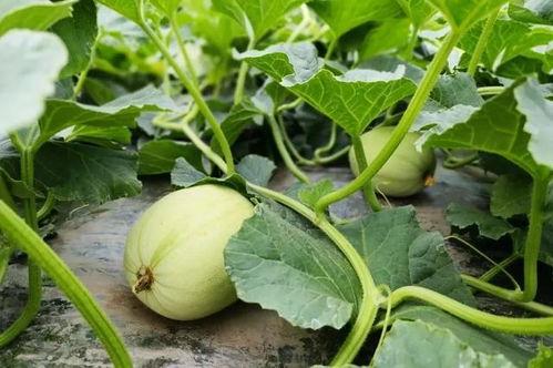 吃瓜网原视频,一场视觉盛宴背后的故事