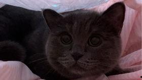 带你吃瓜猫咪视频,萌宠美食瞬间，萌态可掬引网友热议