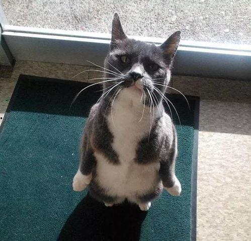 带你吃瓜猫咪视频,萌宠美食瞬间，萌态可掬引网友热议