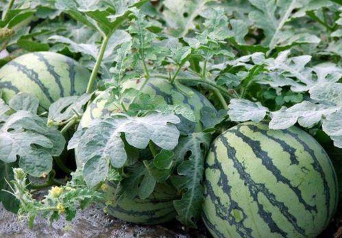 老瓜种怎么吃才好吃视频