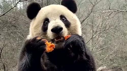 熊猫坐树上吃瓜视频下载,萌态视频引网友热议