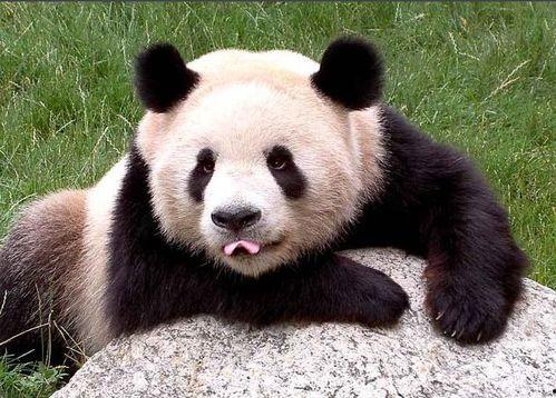 熊猫坐树上吃瓜视频下载,萌态视频引网友热议